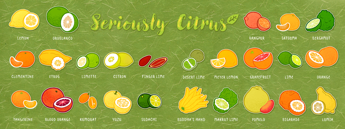 Seriously Citrus by Joumana Medlej