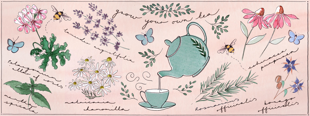 grow your own tea by Linda Fox