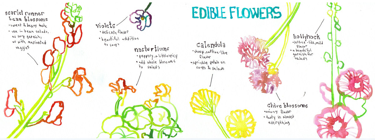 Edible Flowers by Naomi Bardoff