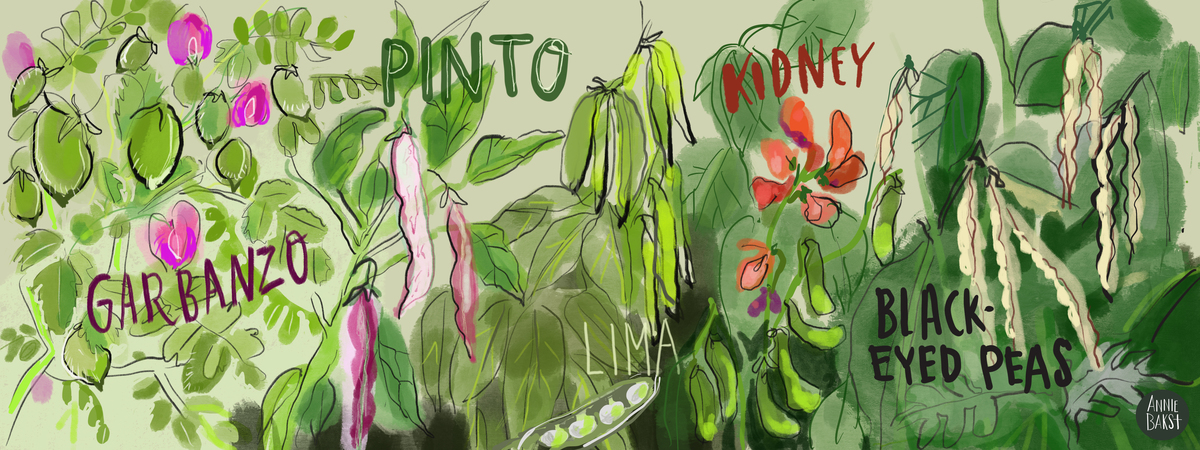 Beautiful Beans Growing in Your Garden by Annie Bakst