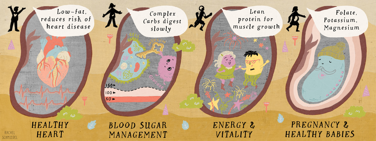 BEANS are Healthy for You! by Rachel Schmiedel