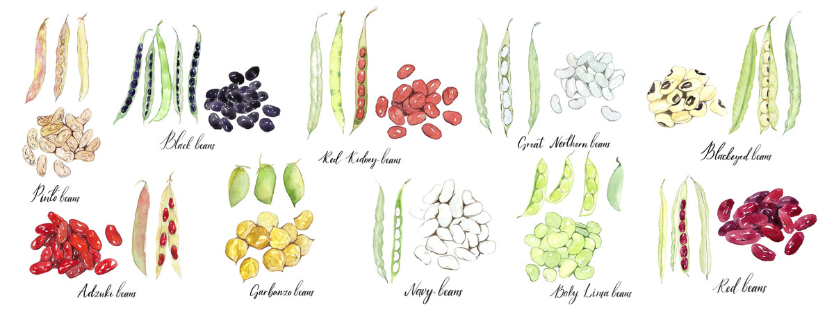 Beans Around the World by Tanya Amos