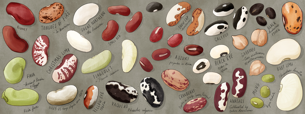 Beans Around the World by Valerie Hamill Illustrations