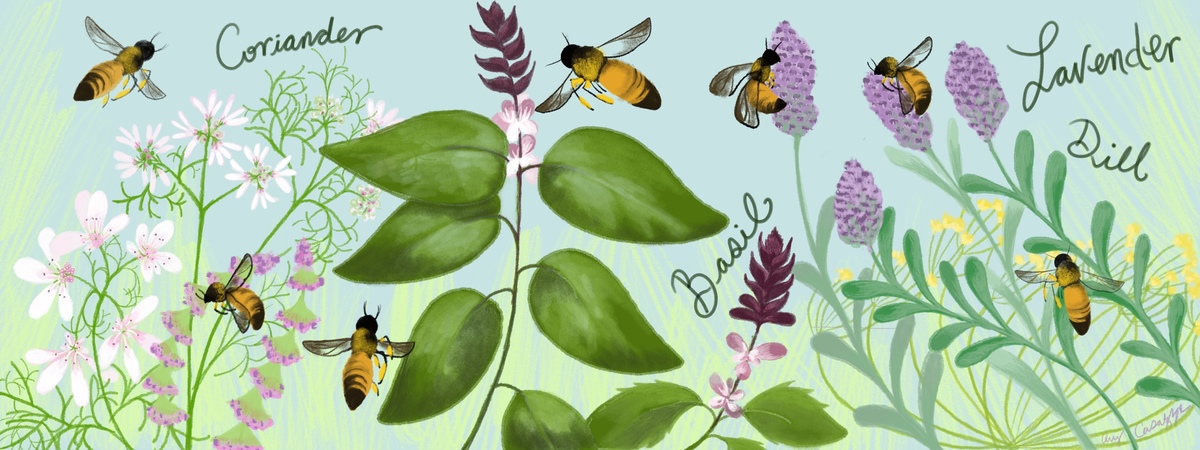 Herb Flowers by Amy Casazza
