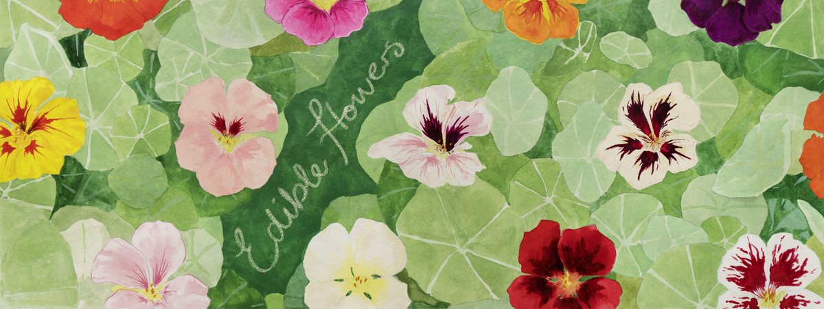 Edible Flowers - Nasturtiums by Ellyce Moselle Morgan