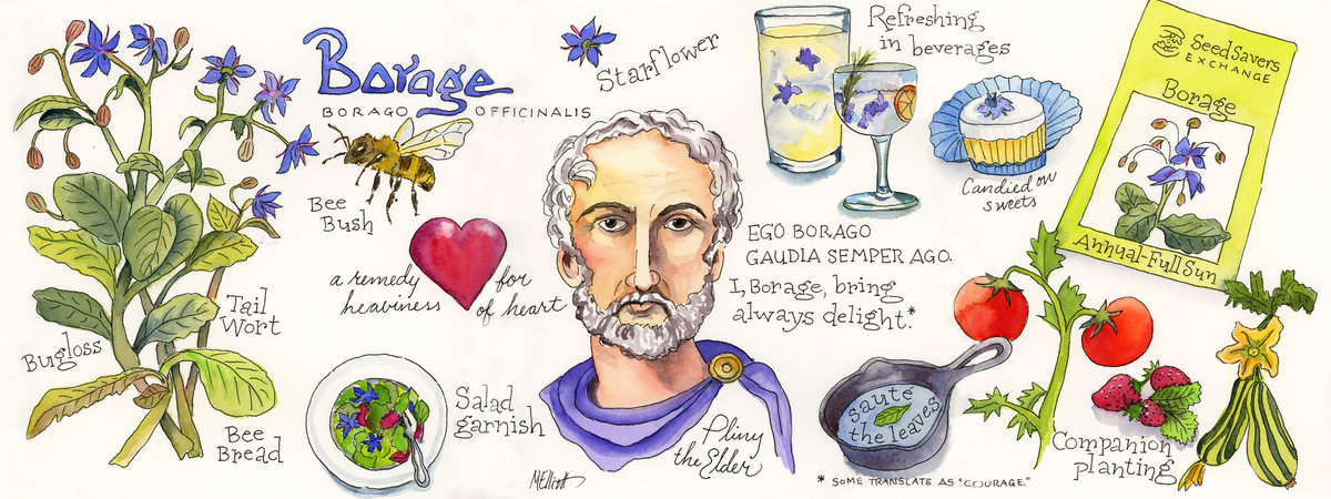 I, Borage... by Melissa Elliott