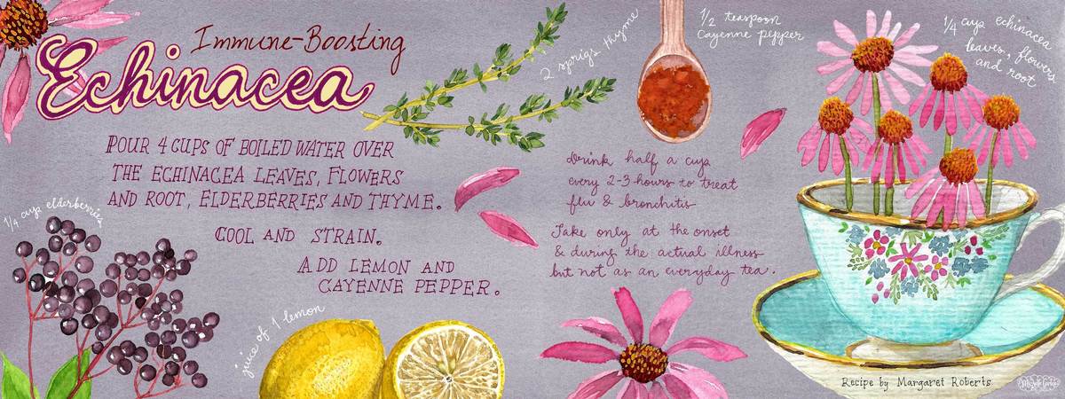 Immune-Boosting Echinacea by Michelle S. Carlos