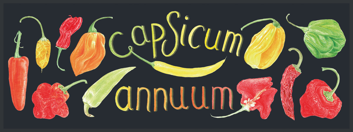 Spice it up! Chilies by Susiefosterart