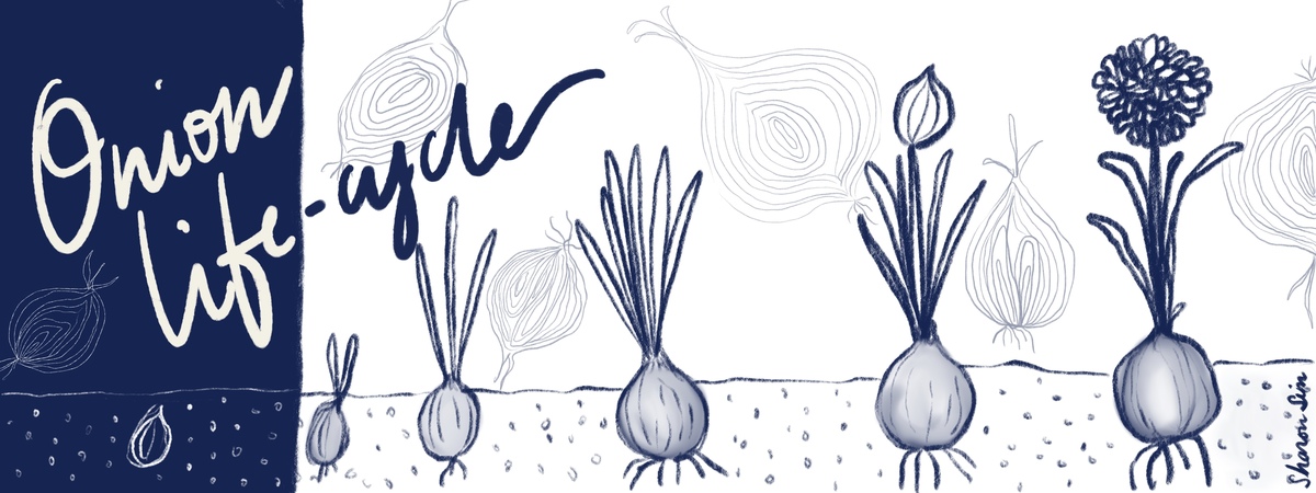 Onion Life cycle by Sharon