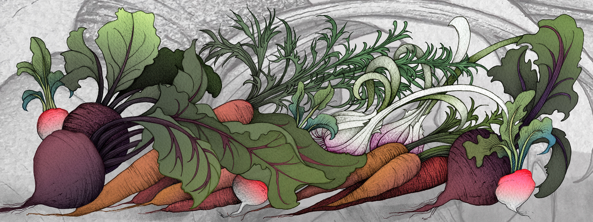 Veg Plot Roots by nuthatchgrey