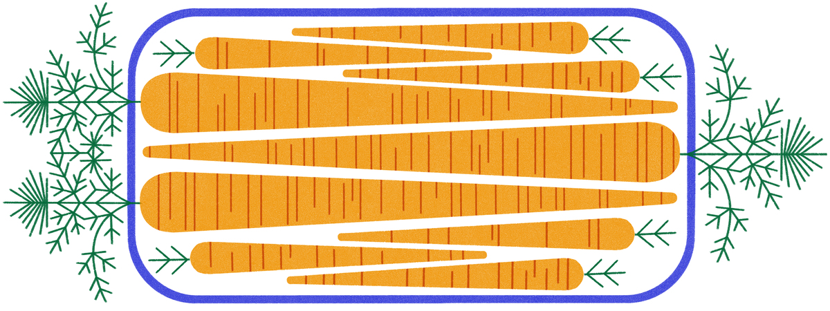 Honey-Roasted Carrots by Lydia Hughes