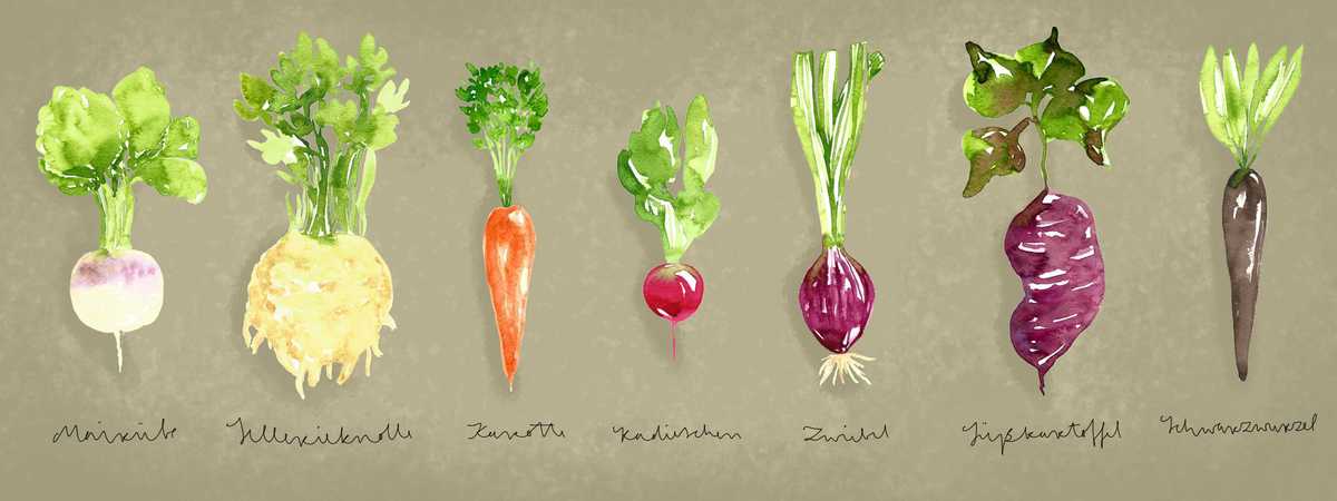 Root Veggies by jesa behe