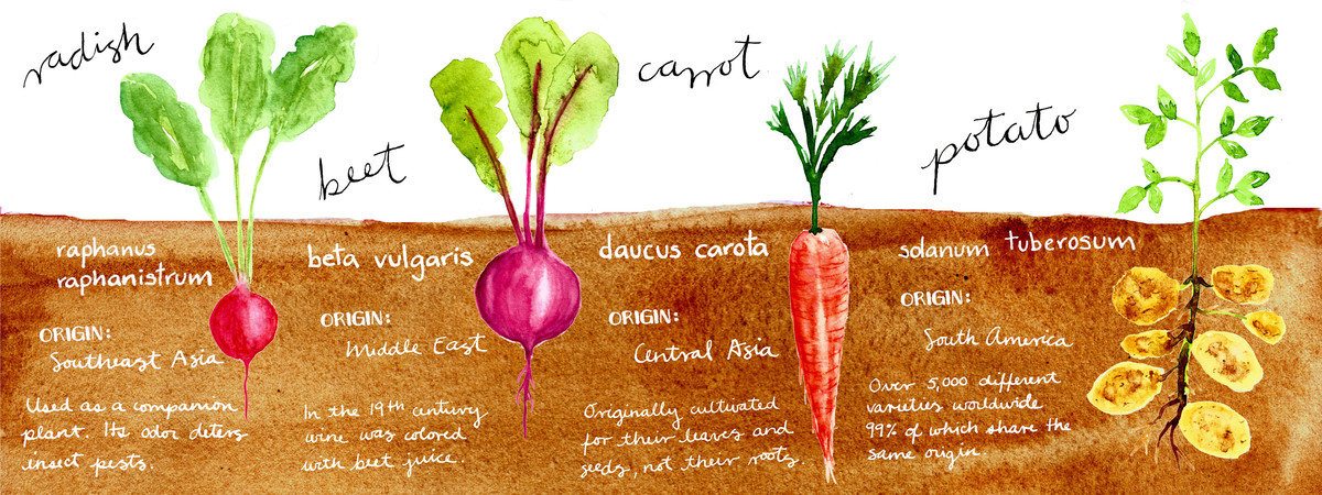 Fun facts about root veggies by Nuria Valenzuela