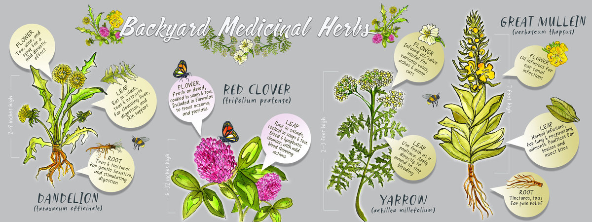 Backyard Medicinal Herbs by Maria Ferre
