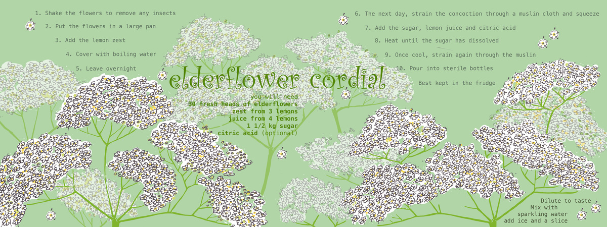 Elderflower Cordial by Woodle Doo