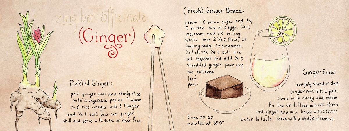 Zingiber Officinale by Laura Gyre