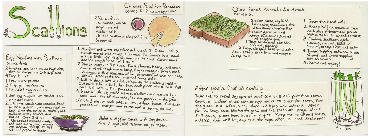 Scallions, 3 Ways by Abigail Allison
