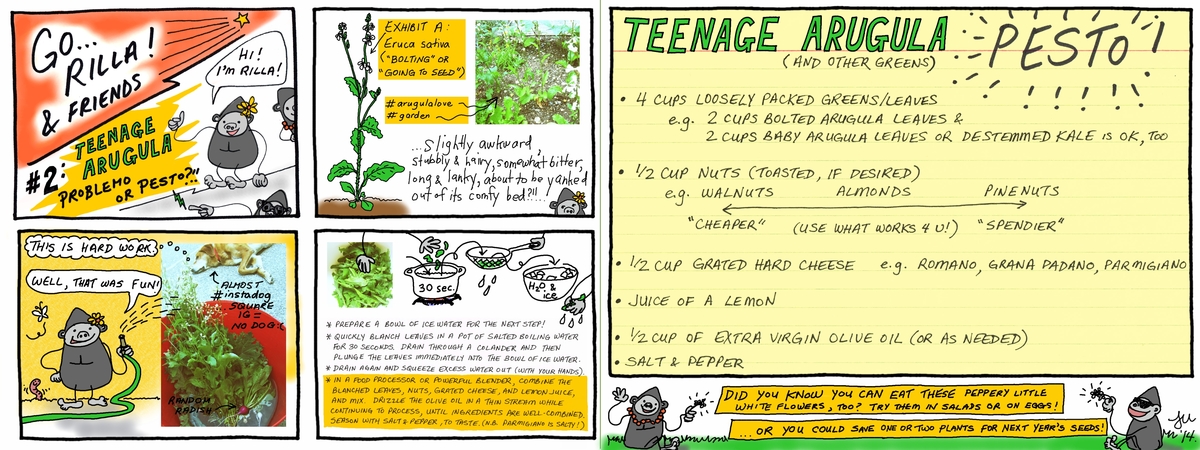 Teenage Arugula Problemo or Pesto?!! by Lena Umezawa