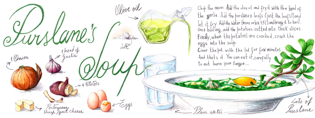 Purslane's Soup or Sopa de Beldroegas by Cláudia Guerreiro Beldroegas 01