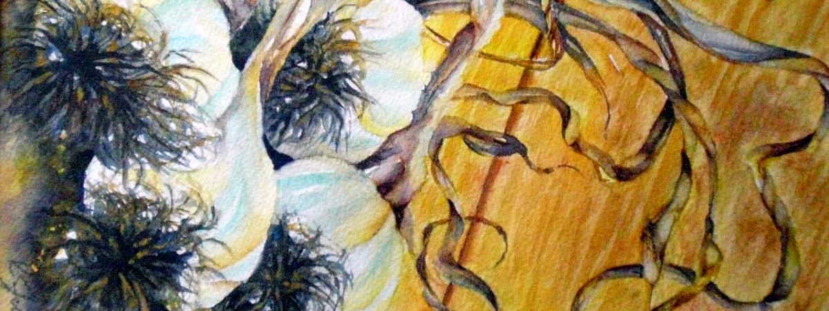 Garlic (from Harvest Series) by Kathy Sturr