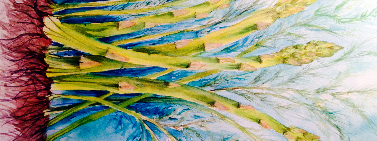 Asparagus (from Harvest Series) by Kathy Sturr