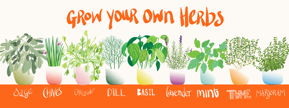 Grow Your Own Herbs by Sam Osborne