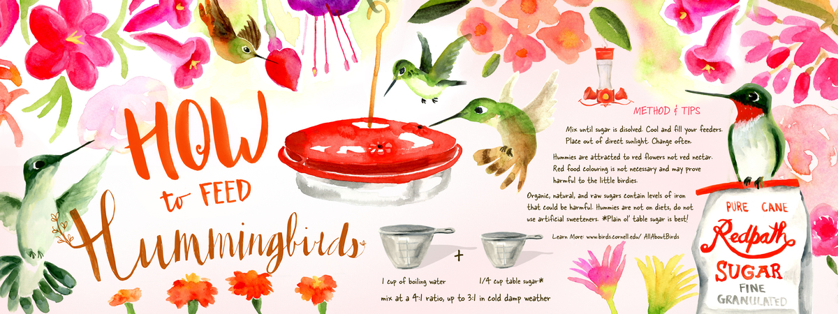 How to Feed Hummies! by Deb Trevitt