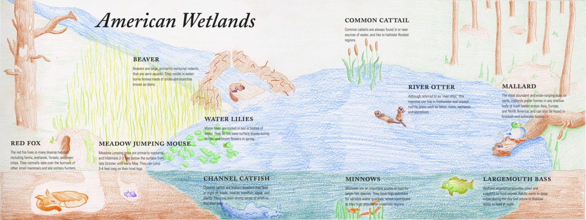 American Wetlands by Damian Gruber