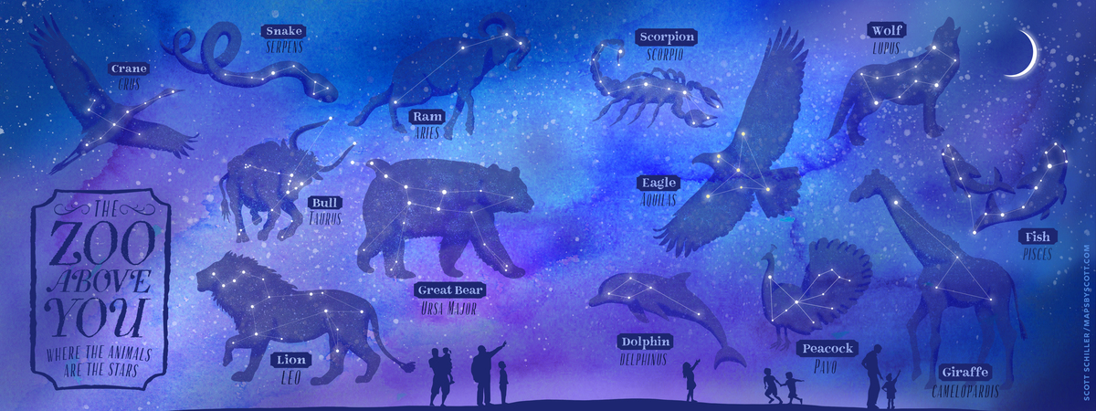 The Zoo Above You by Scott Schiller