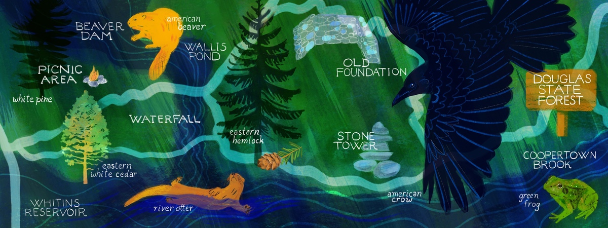 Morning Walk through Douglas State Forest in Massachusetts by Kate Anderson Illustration