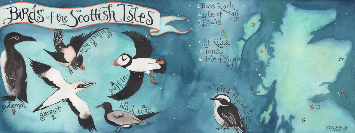 Birds of the Scottish Isles by Vesper Stamper