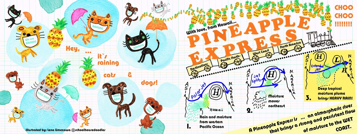 Pineapple Express by Lena Umezawa