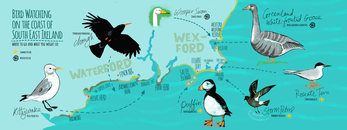 Birdwatching in South East Ireland by Karen Nolan