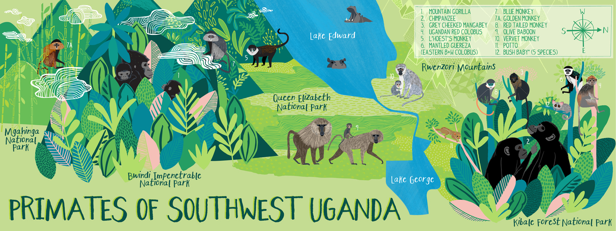 Primates of Southwest Uganda by Katy Tanis