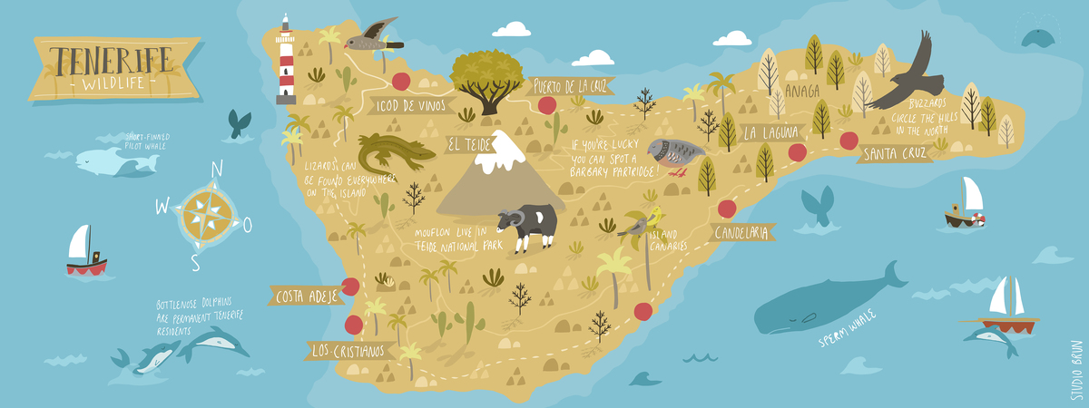 Wildlife on Tenerife in the Canary Islands by Studio Brun